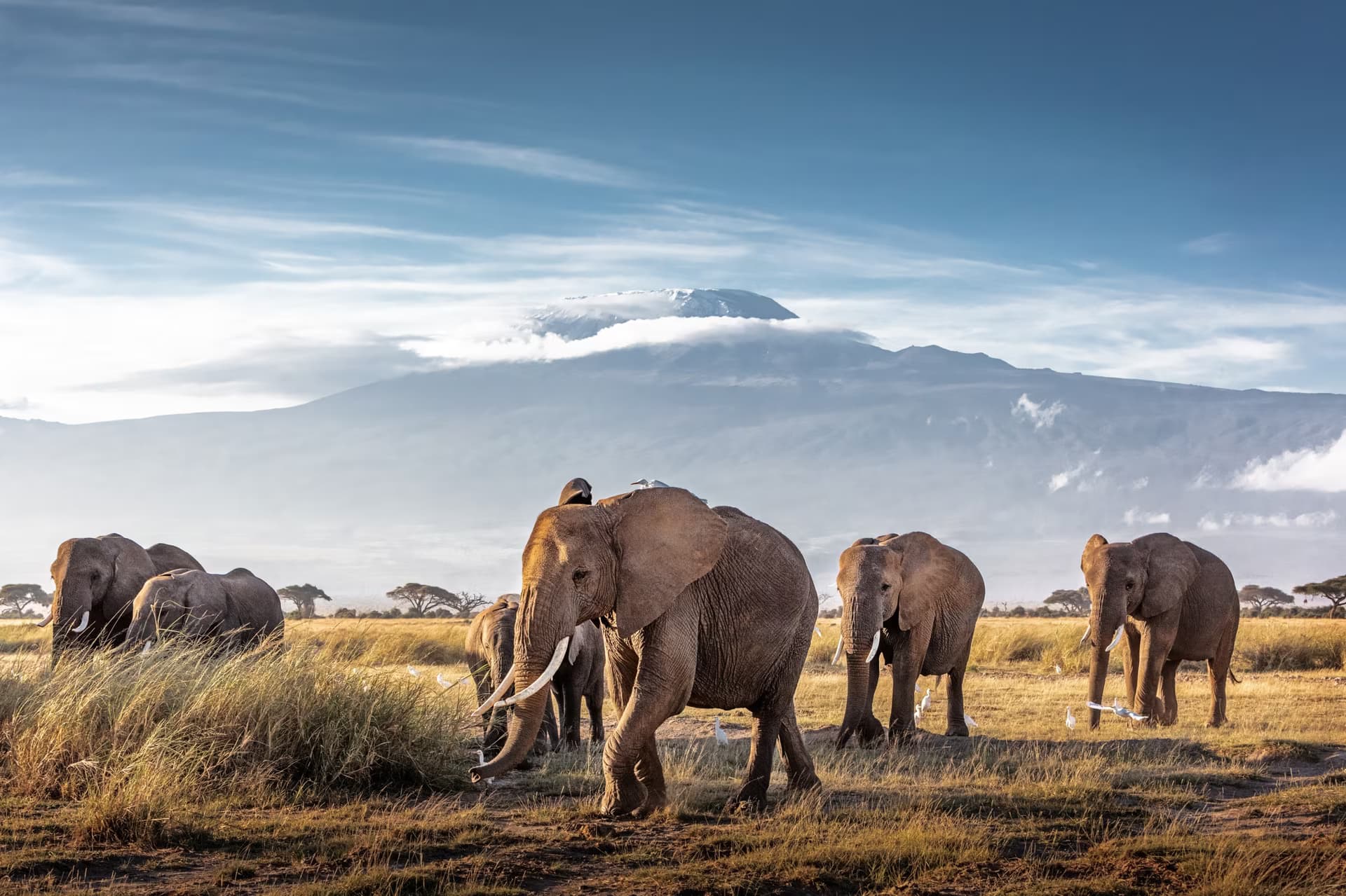 Kenya - Full Safari