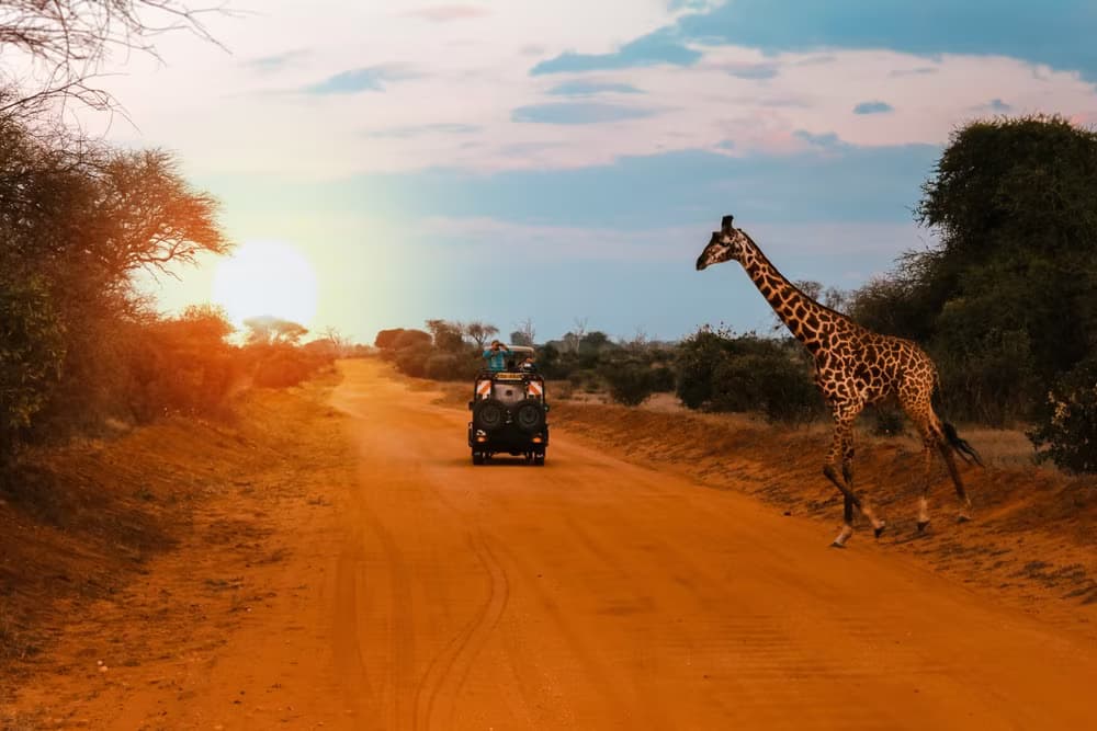 Family camping safari
