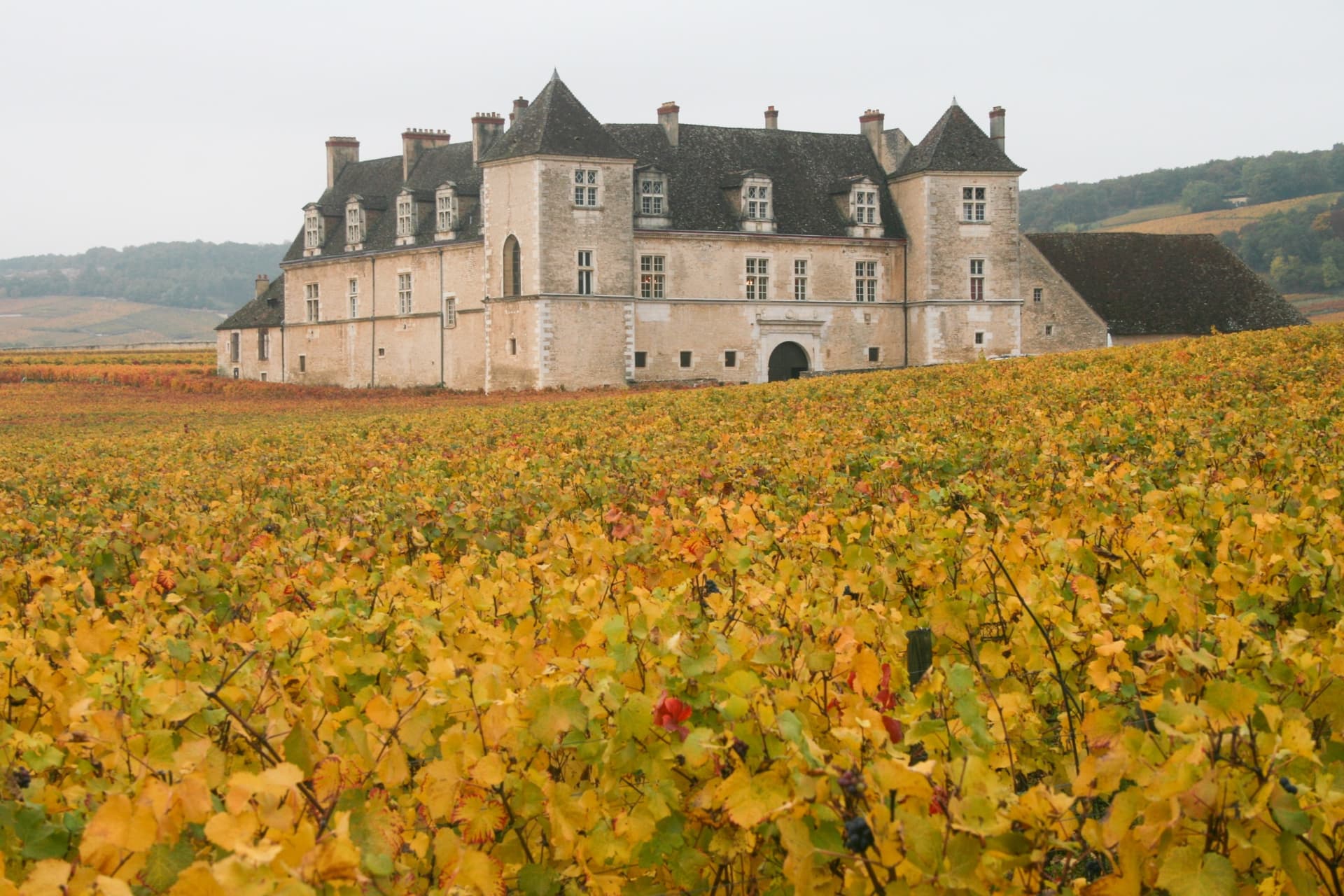 Hiking in the heart of the grands crus