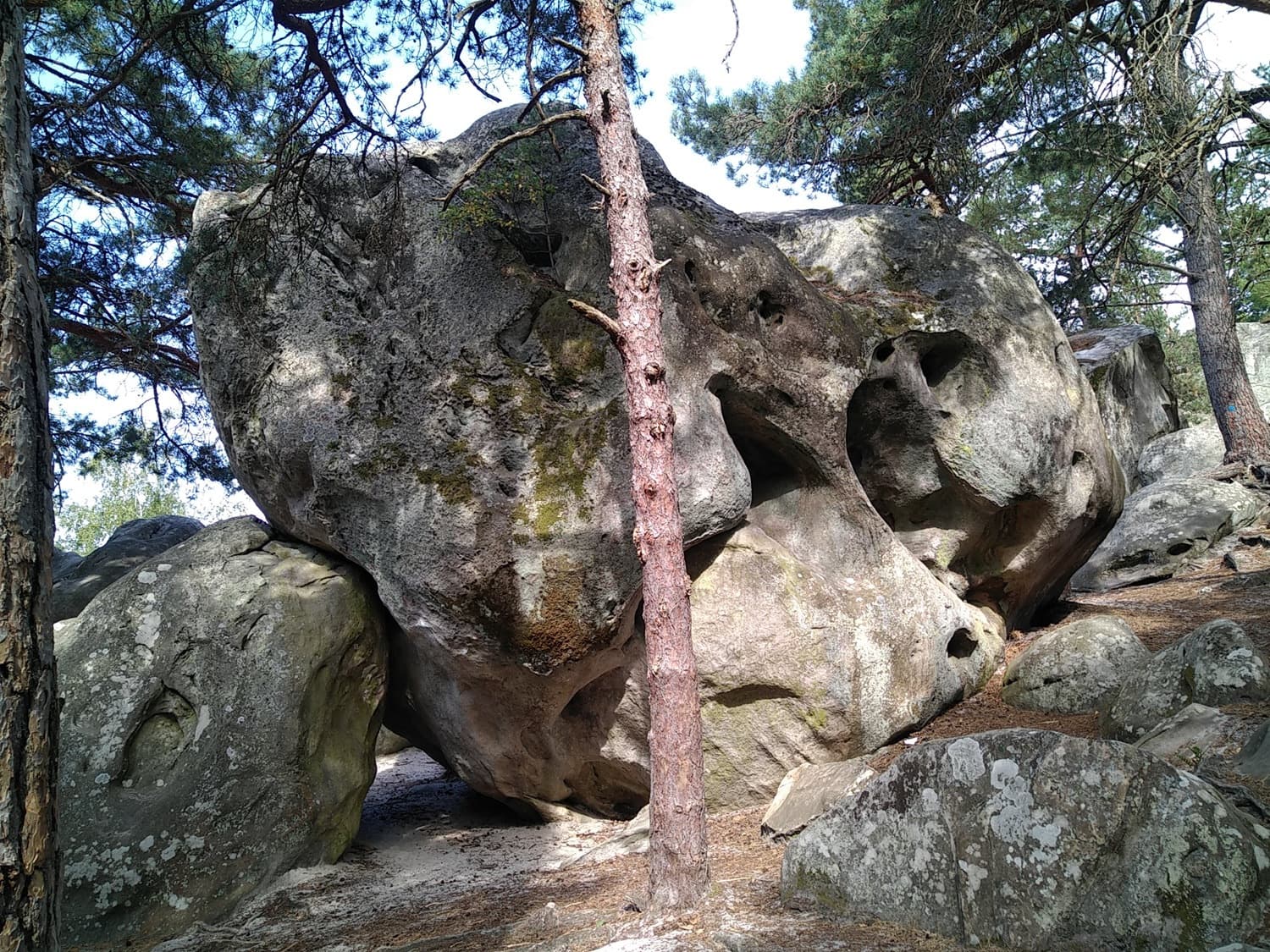 Alive and well among the rocks of Paradise