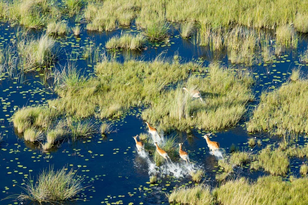 Adventure in the Okavango Delta