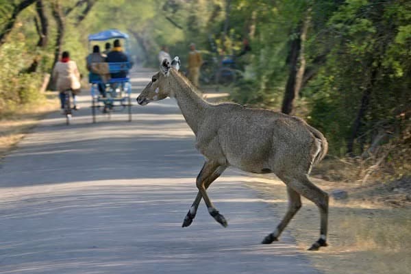 Bicycle tour in Rajasthan
