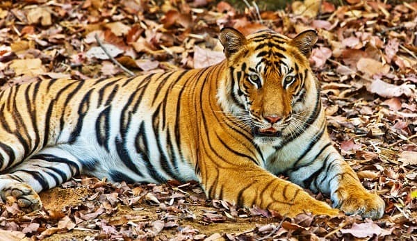 In the Land of the Tiger