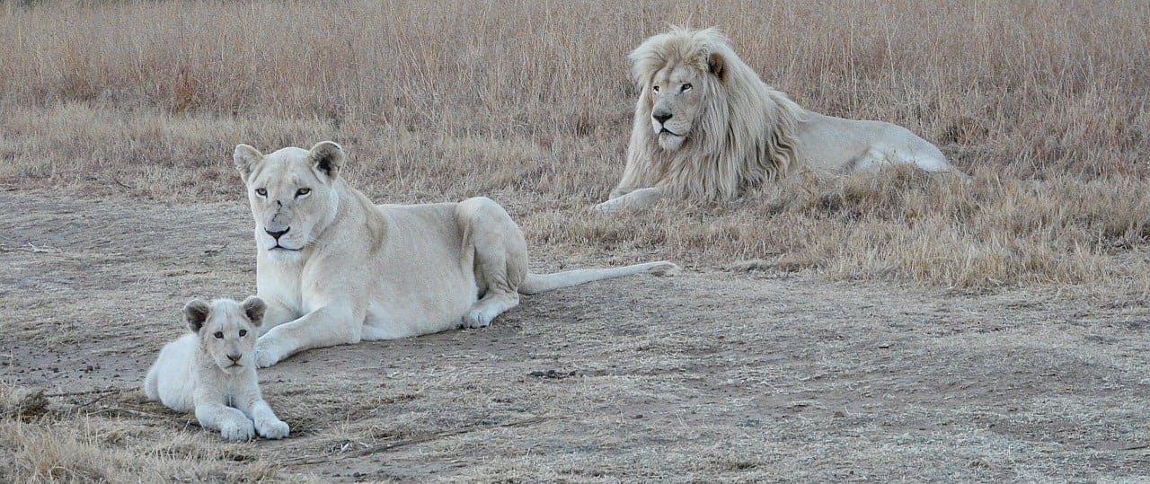 Rencontres sur les Terres du Lion Blanc