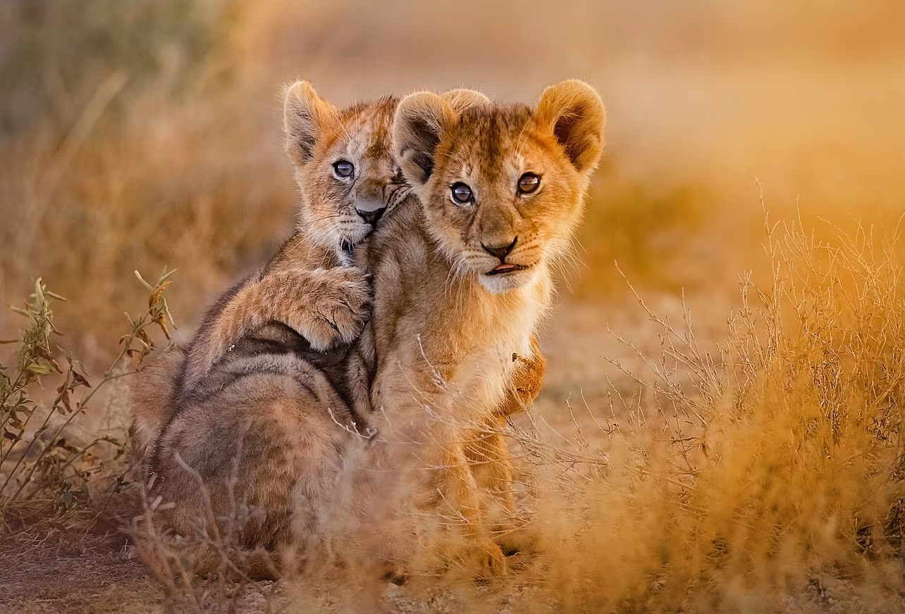 Endless Safaris at Mabula