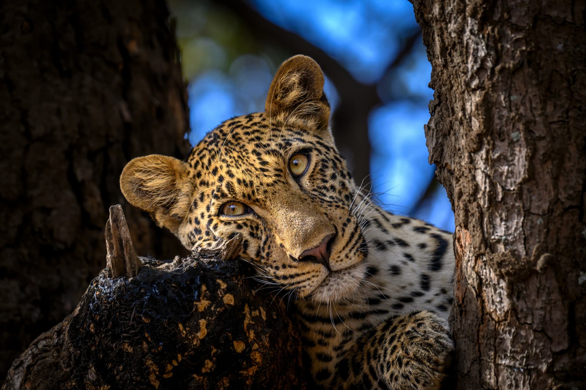 Honeymoon Safari in Zambia