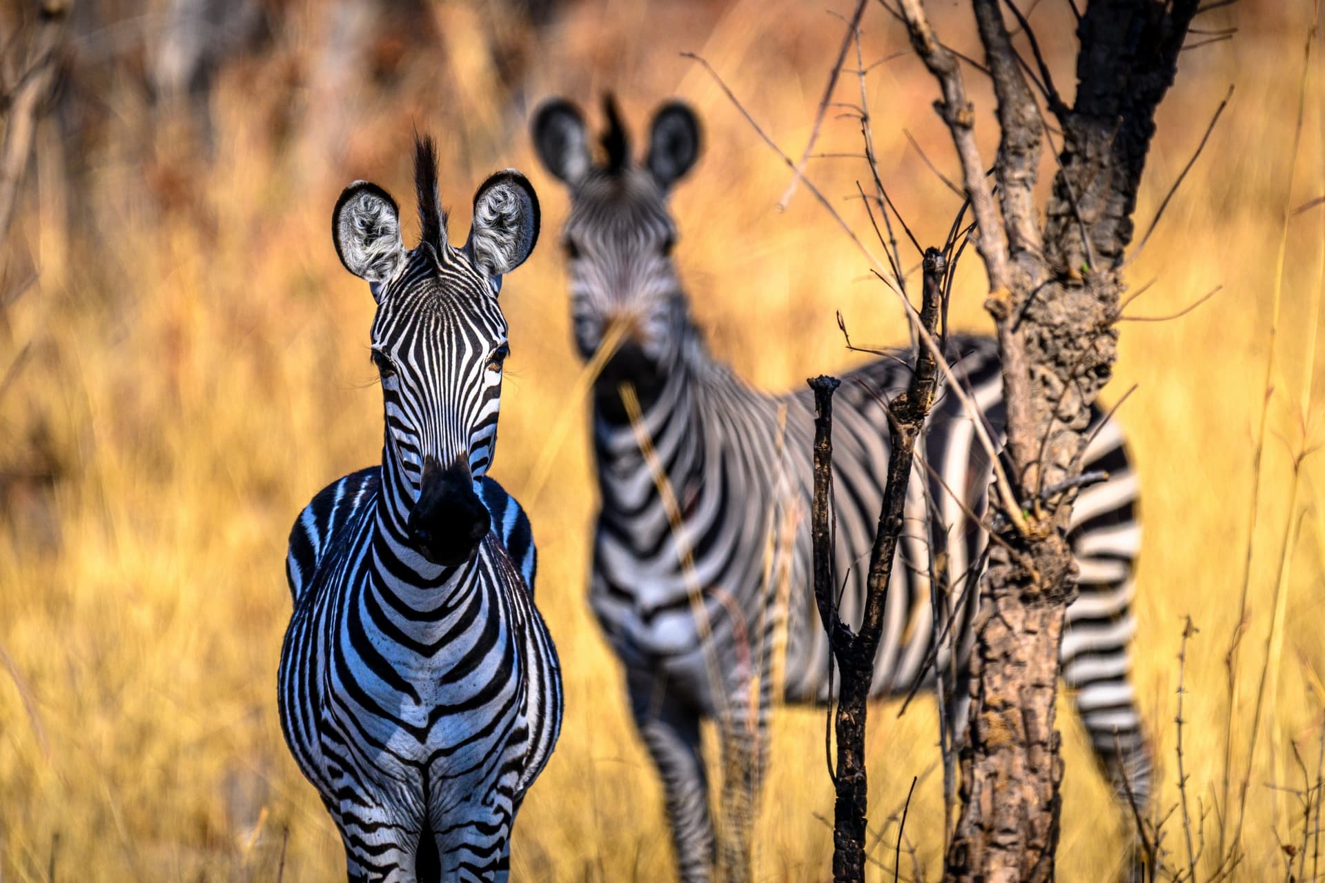 Family Safari in Zambia and Victoria Falls