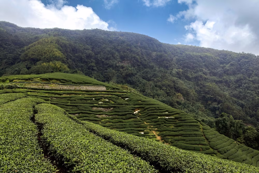 Tea Road Escape: From Maokong to Sanxia