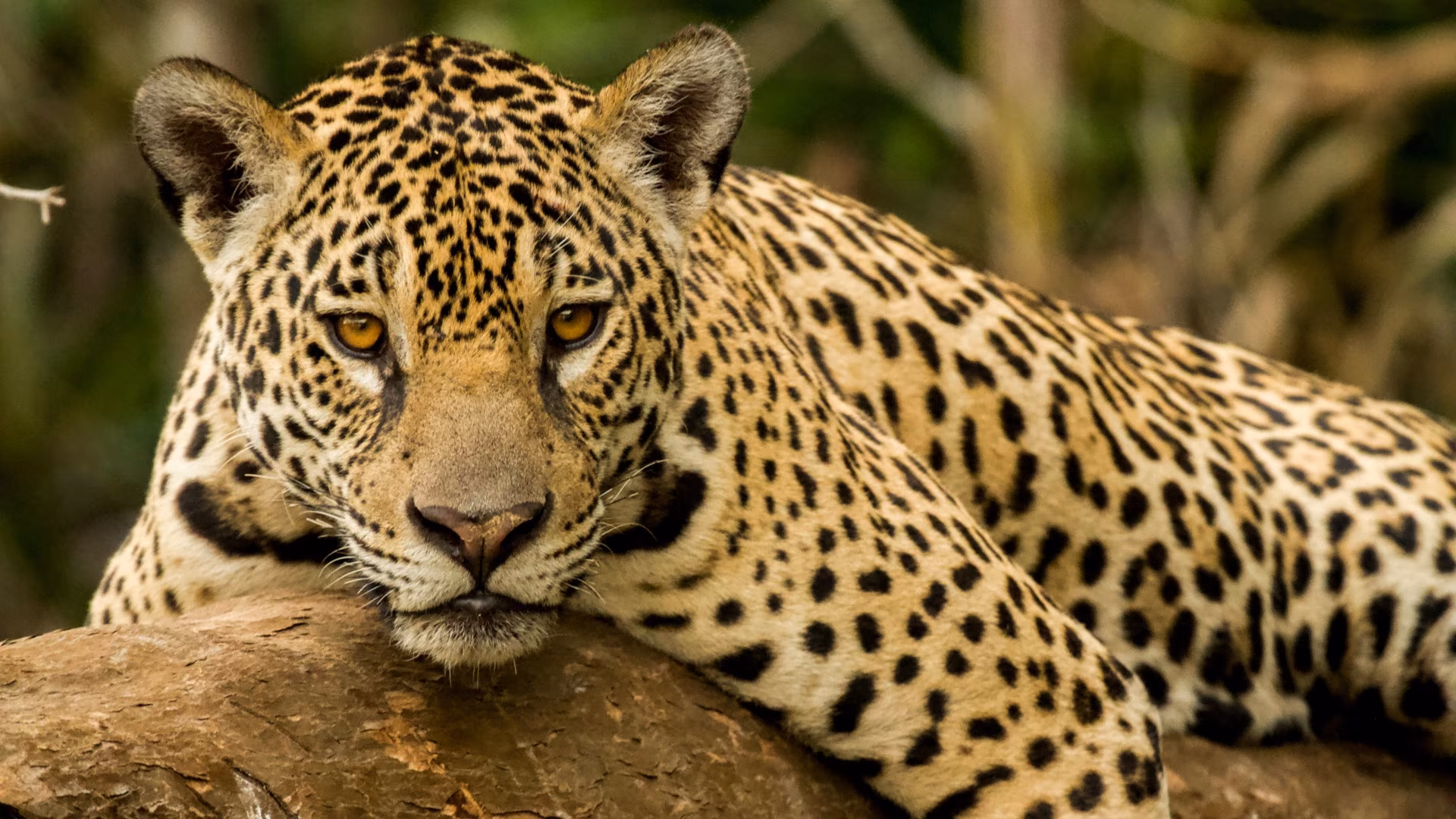 Immersion in Northern Pantanal