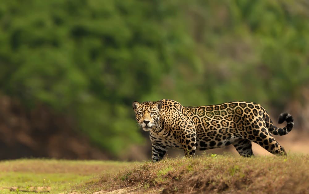 On the trail of the jaguar: Rio, Iguazu & northern Pantanal