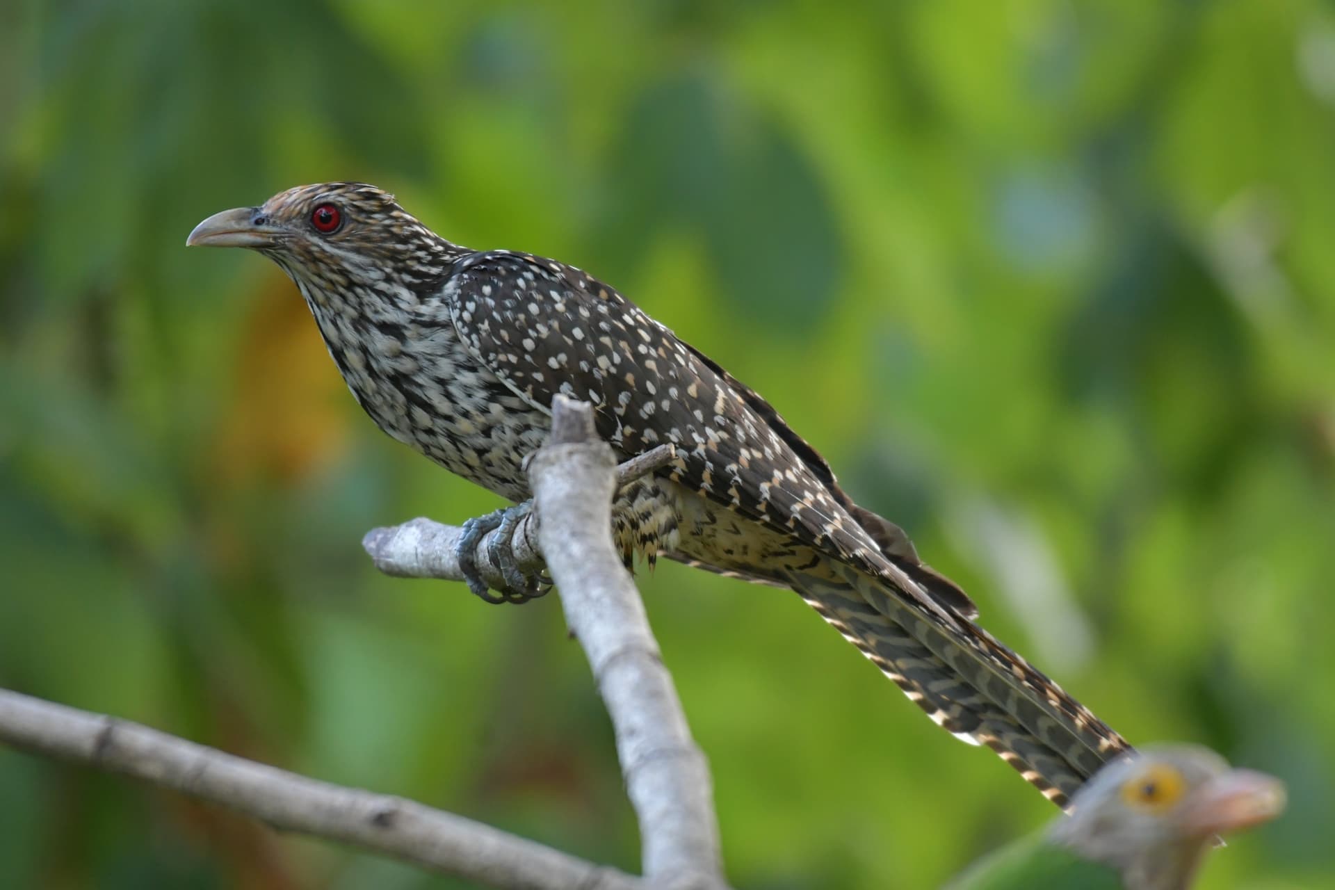 The Asian Koel, the Bird You Hear Screaming Everywhere in Thailand