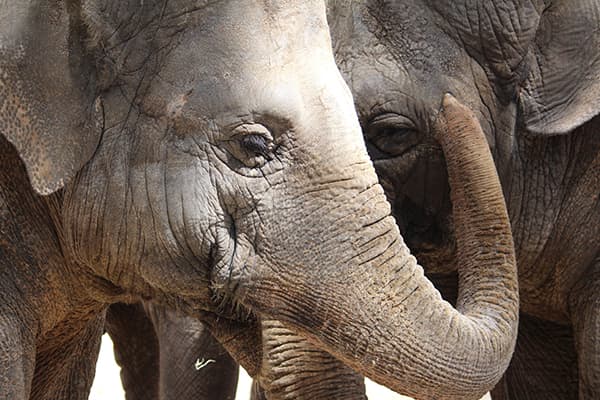 Seeing Elephants in Thailand: 5 Responsible Sanctuaries and Refuges