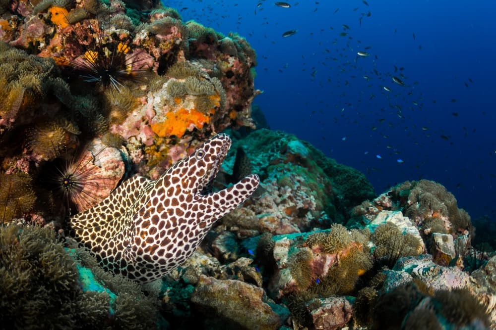 Where to Dive from Koh Samui