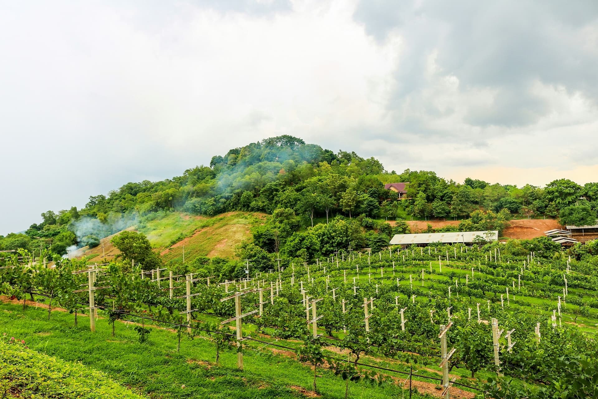 Thai Vineyard Tours