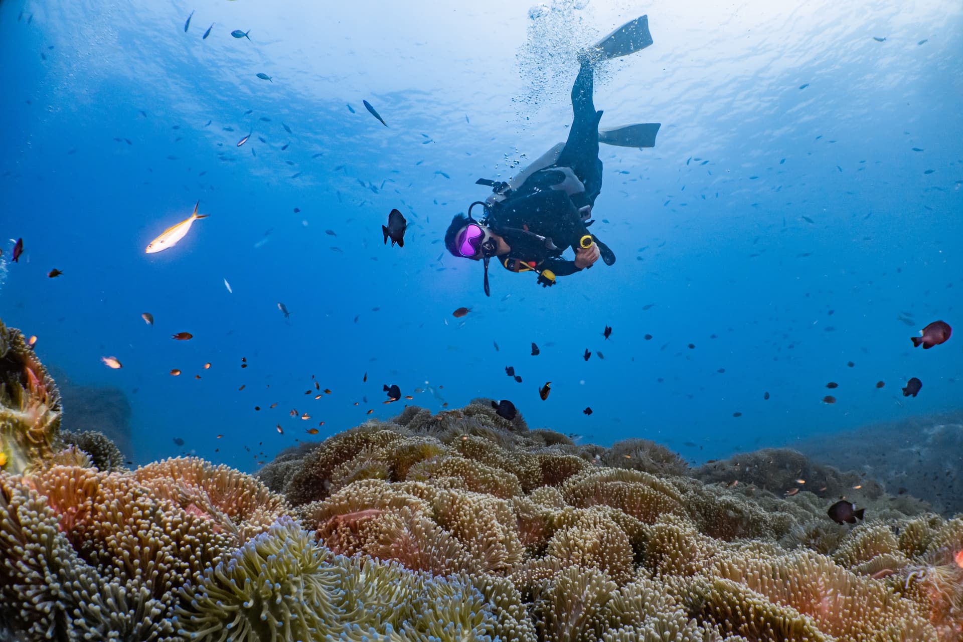 What Are the Best Dive Sites in Koh Tao?