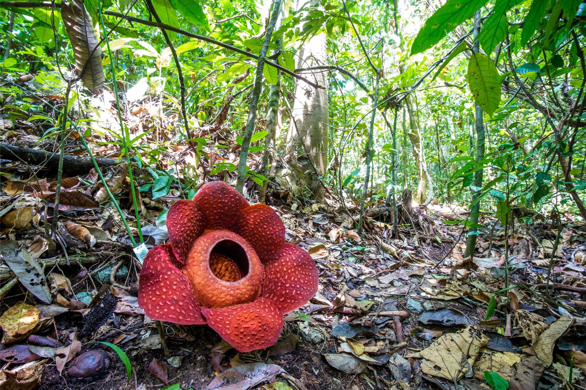 Where to See the Rafflesia, the World's Largest Flower, in Thailand?
