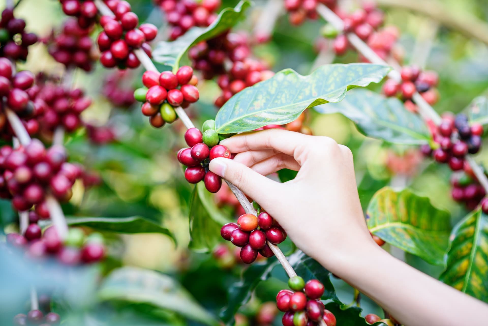 Visit to Suan Lahu Coffee Farm