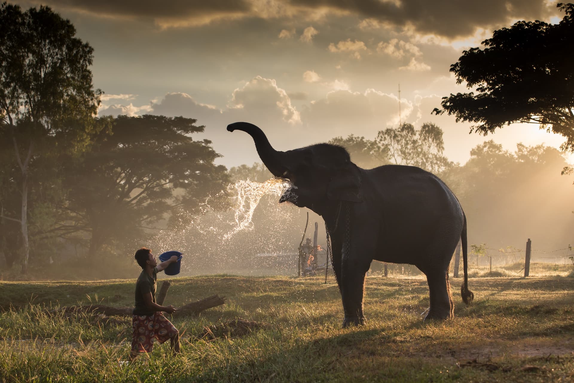 elephant mahout