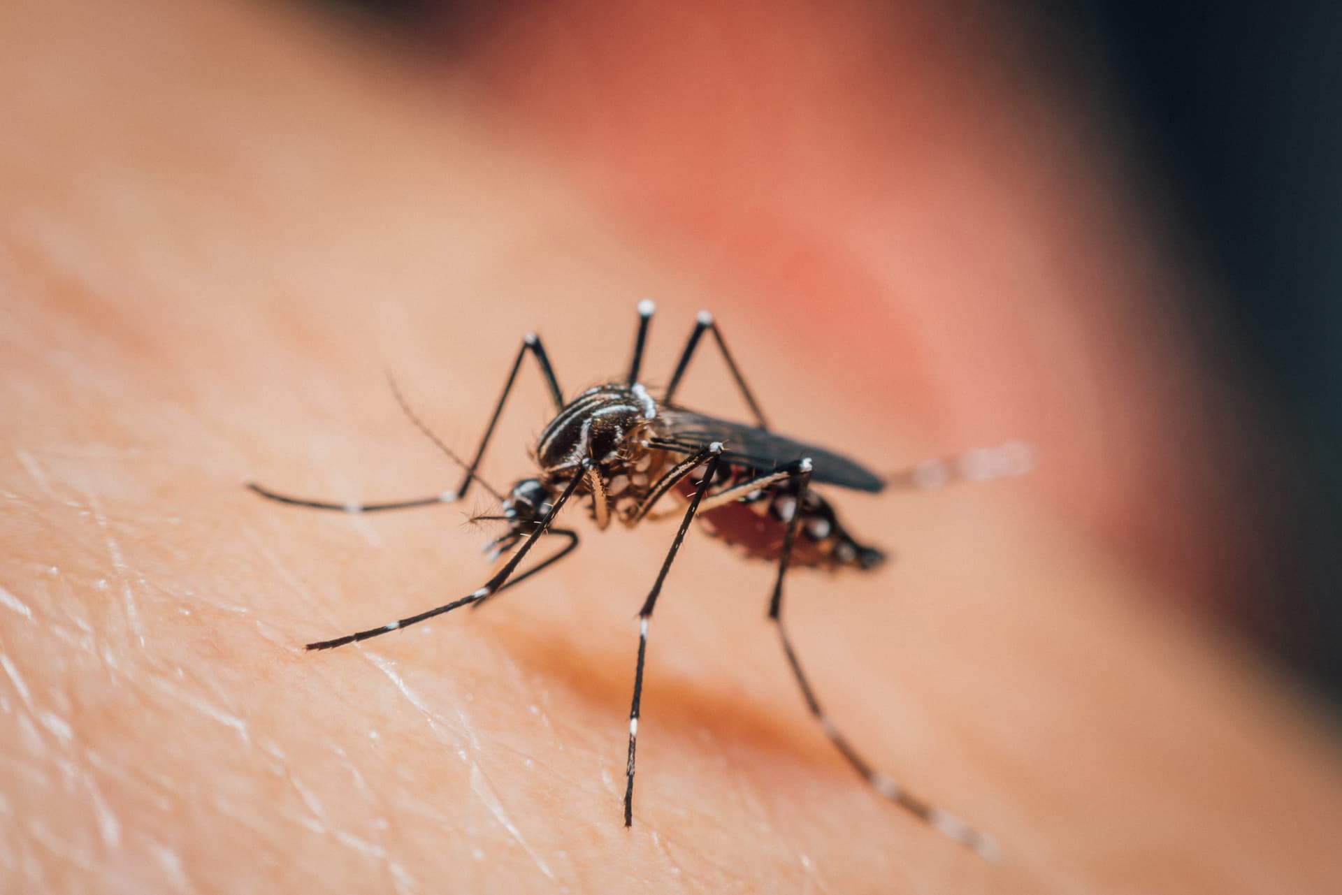 Dengue, the Mosquito-Borne Disease in Thailand