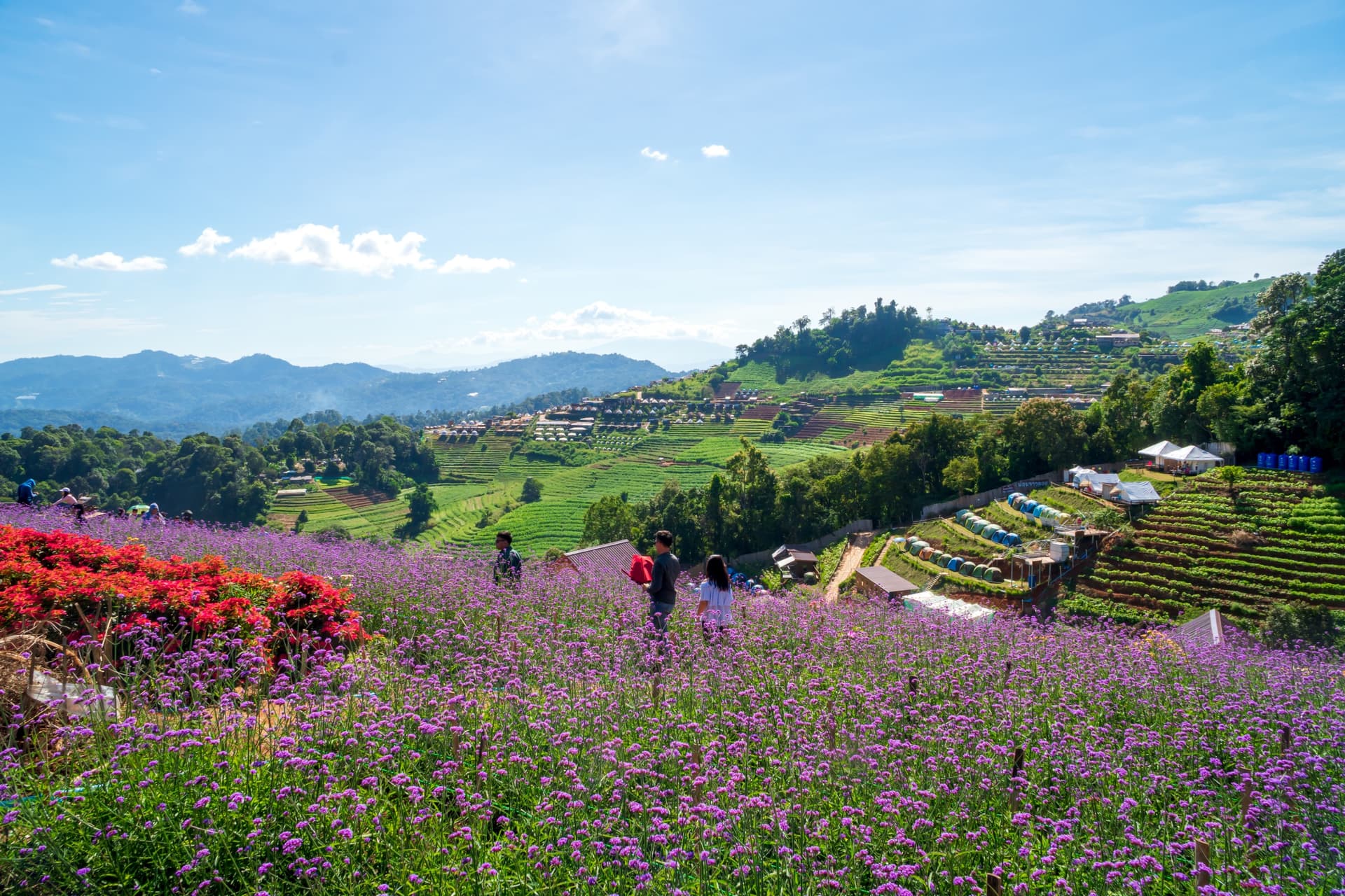 mae rim 5
