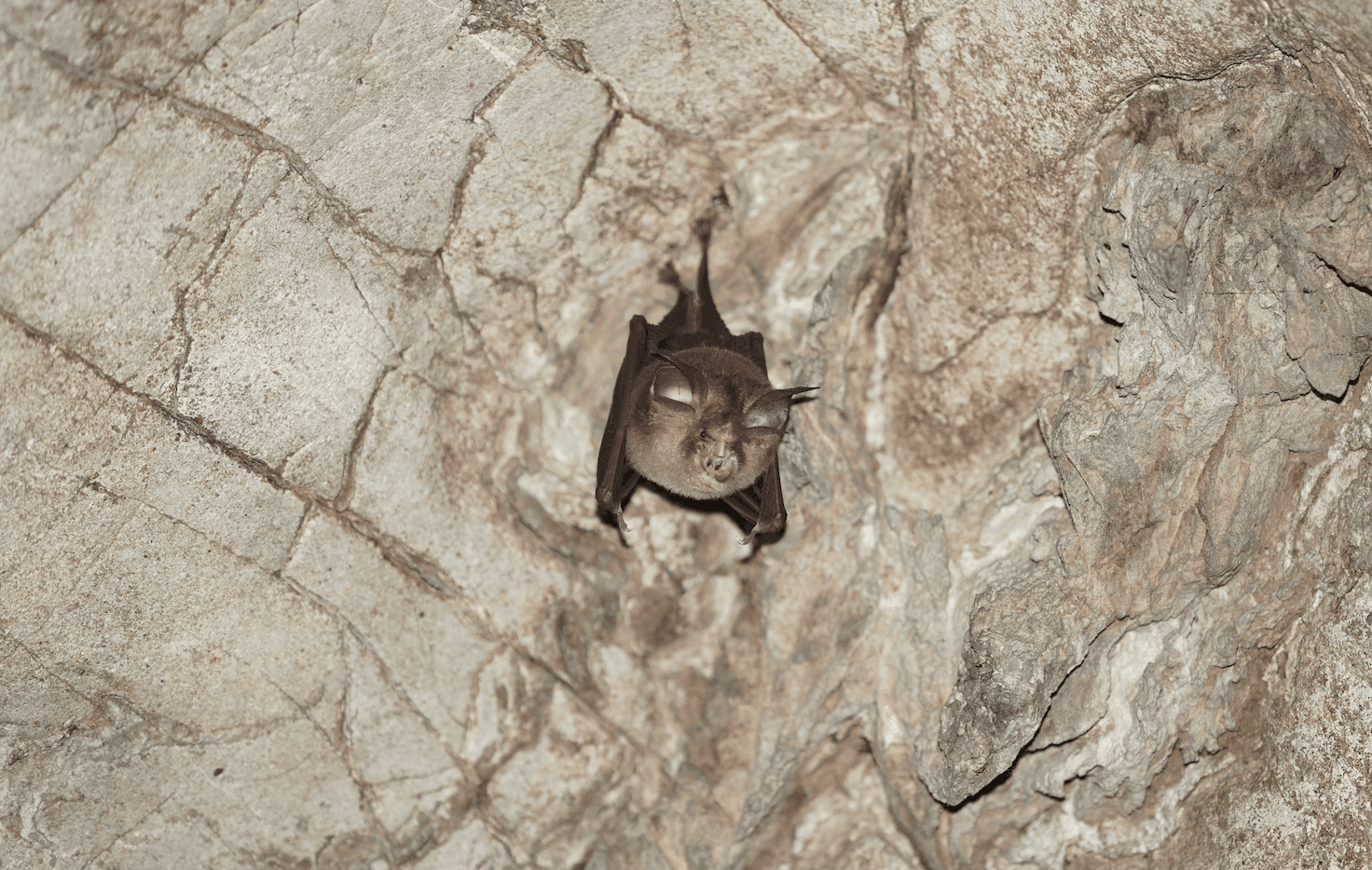 The Bumblebee Bat: The World's Smallest Mammal is Found in Thailand
