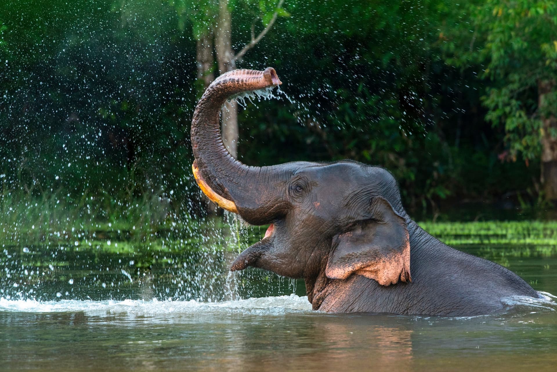 Swimming with Elephants