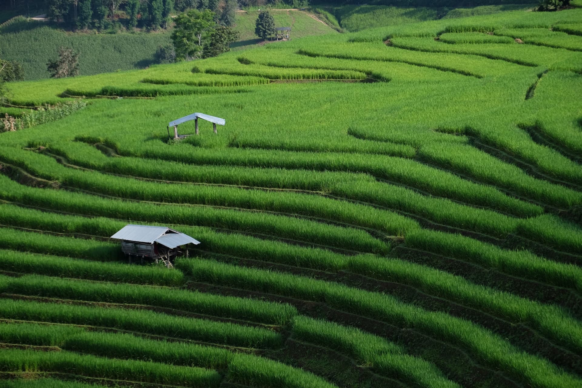 A Stay in Ban Pa Pong Piang: Thailand's Most Stunning Terraced Rice Fields