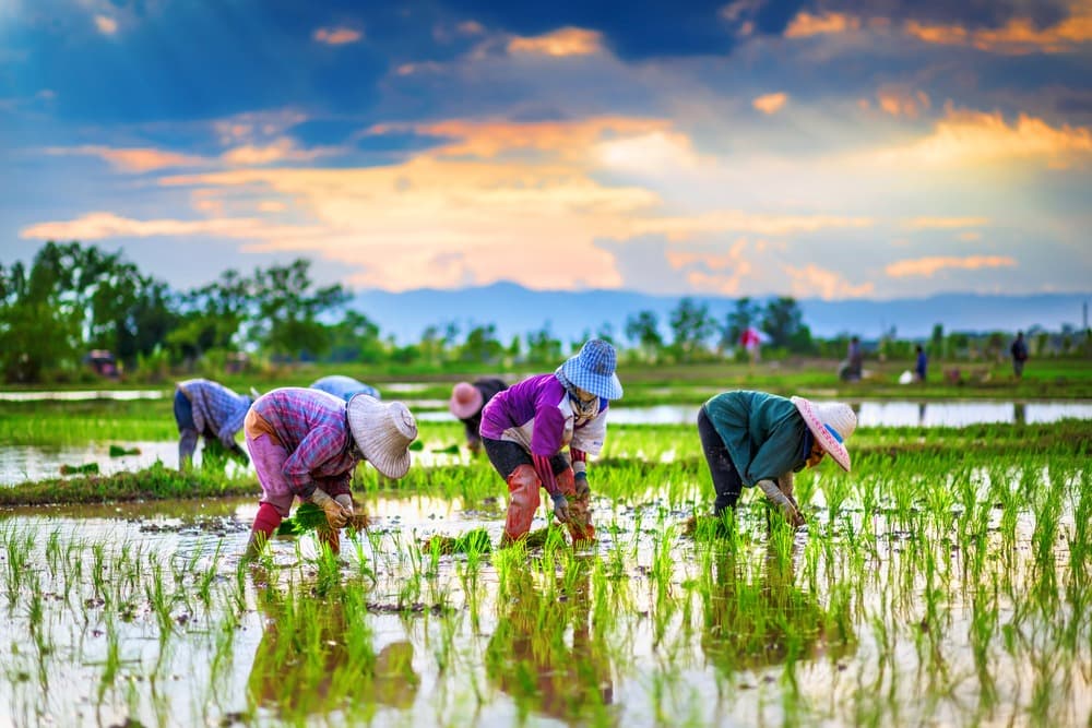 Agritourism and Green Tourism in Thailand