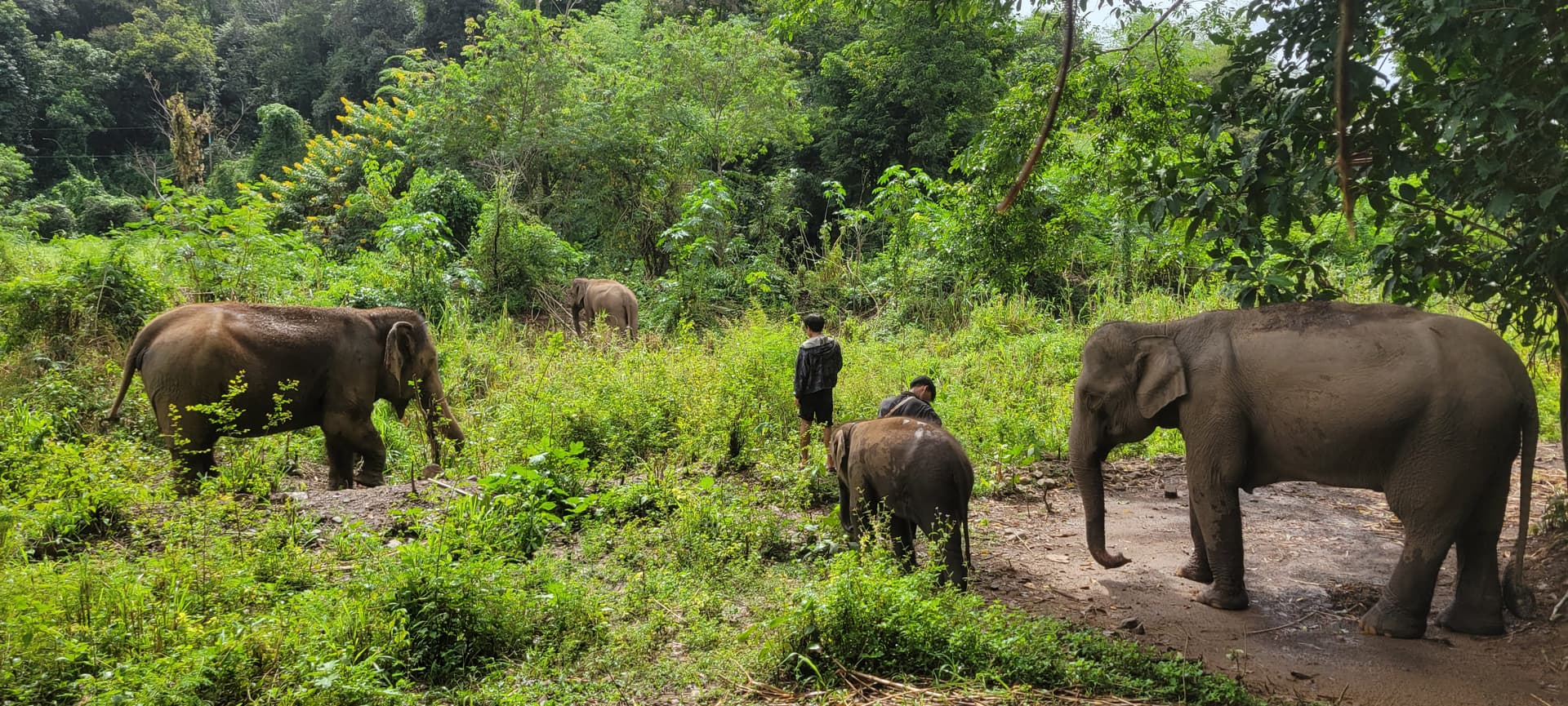 Visiting Chi Jungle Man: A Day with Elephants near Chiang Mai