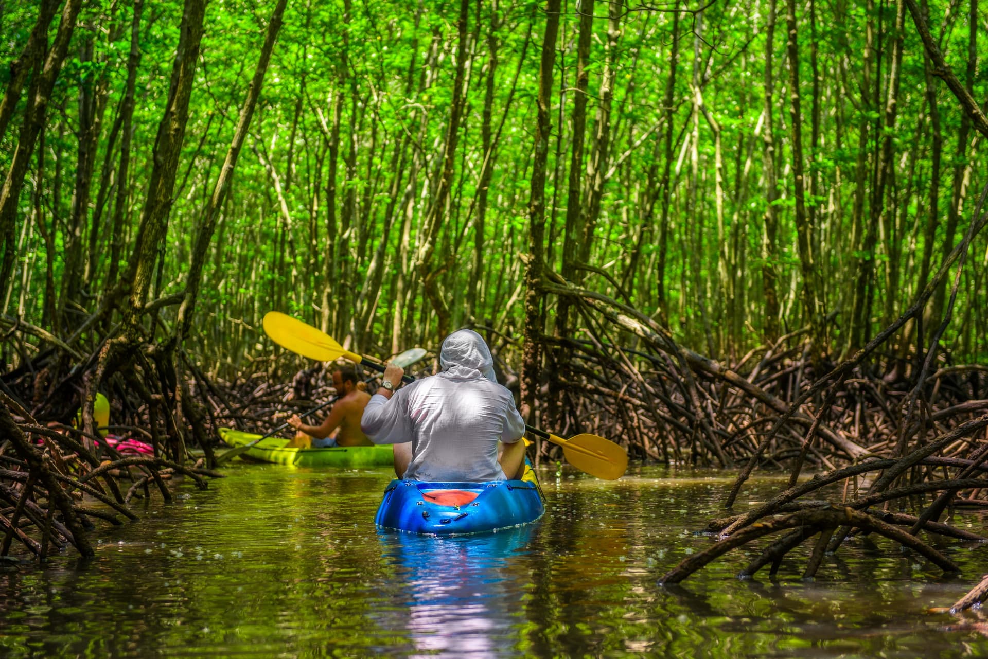 Mangrove Excursions in Thailand