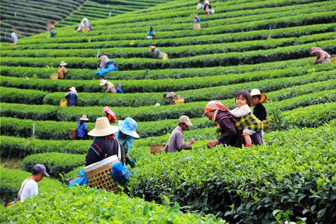 Discovering the Magnificent Tea Plantations of Northern Thailand