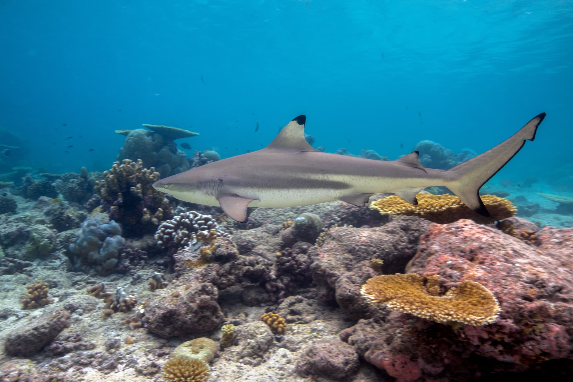 Maya Bay - The Triumphant Return of Blacktip Reef Sharks