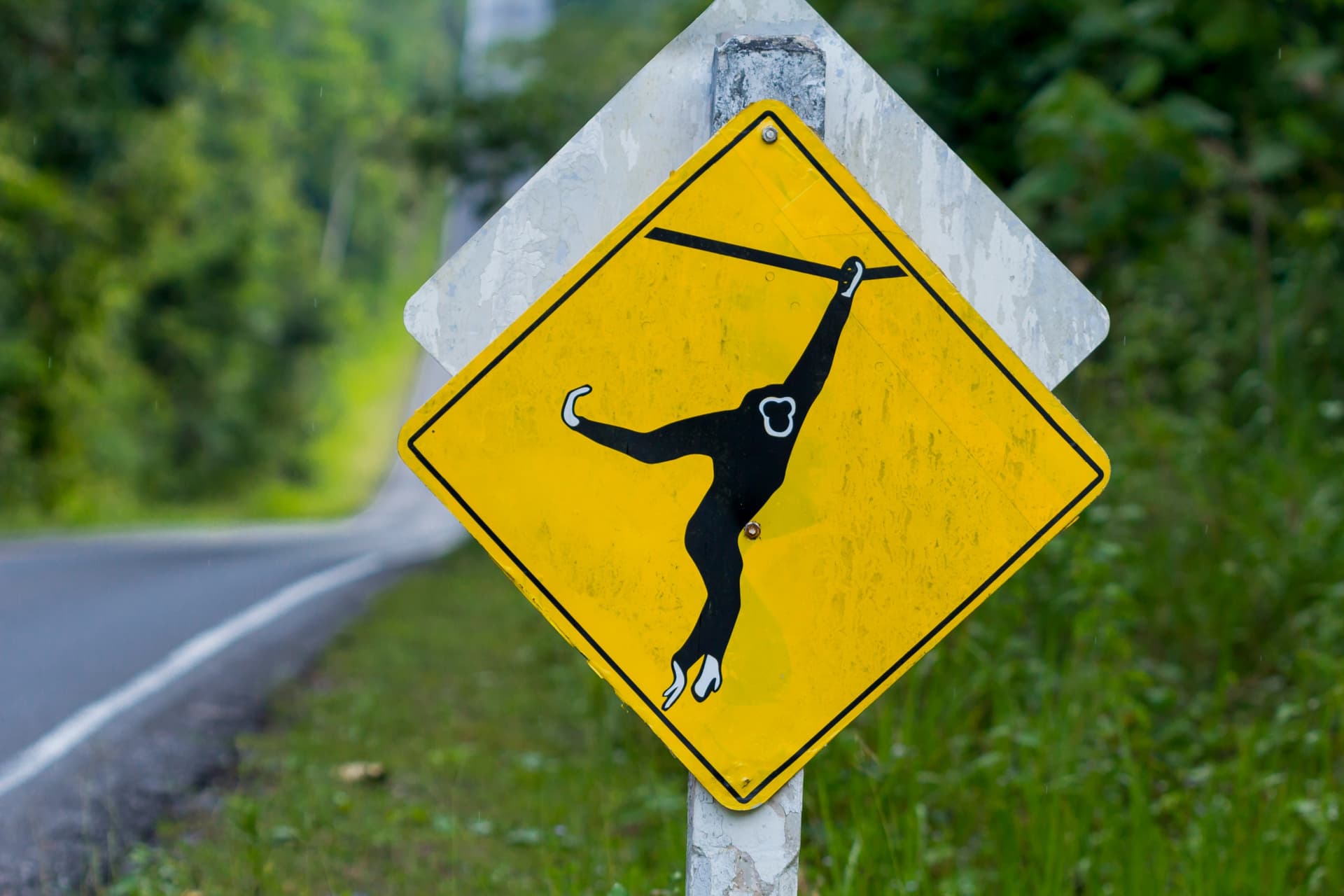 Dangerous Animals You Can Encounter in Thailand