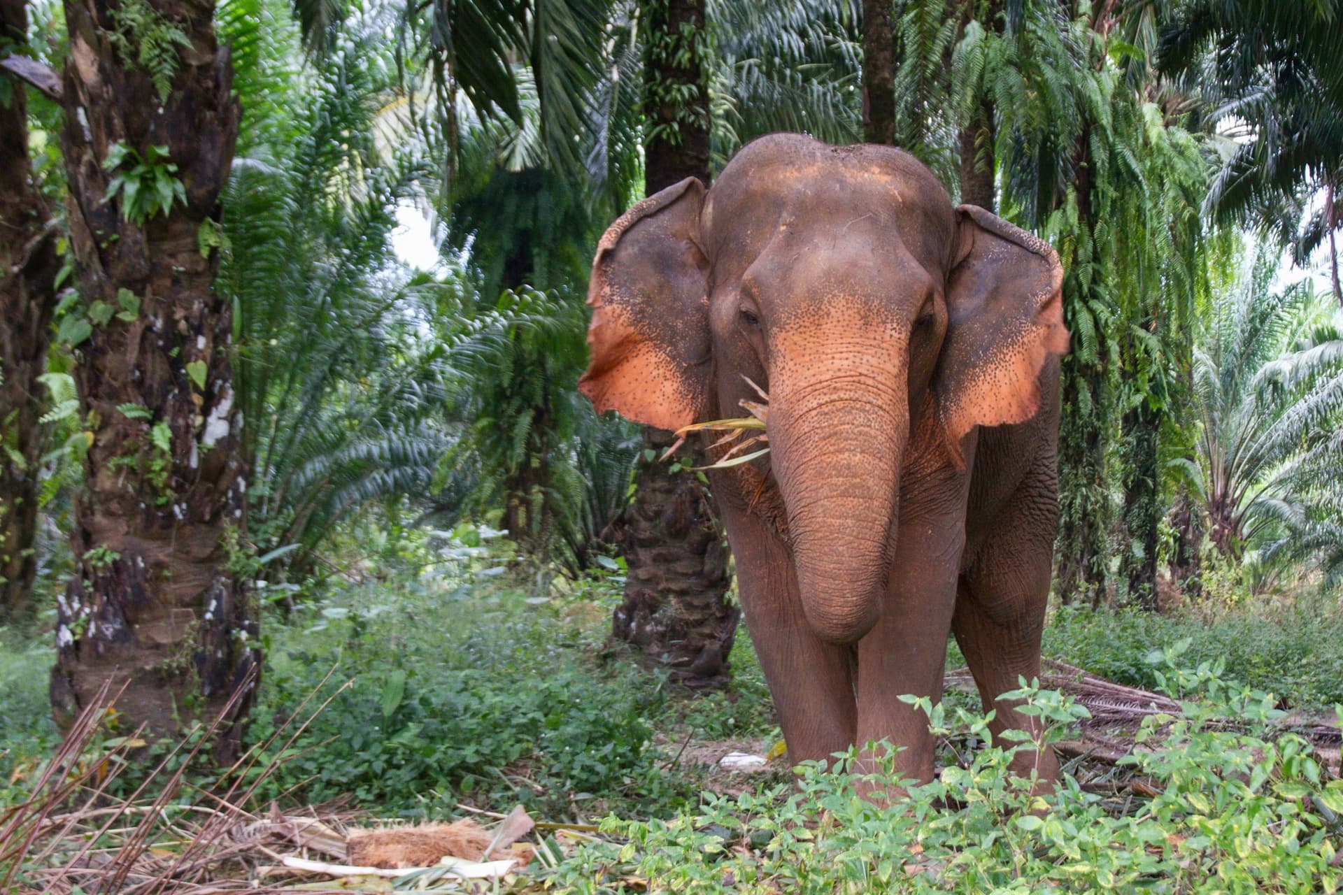The Great Discovery of Southern Thailand