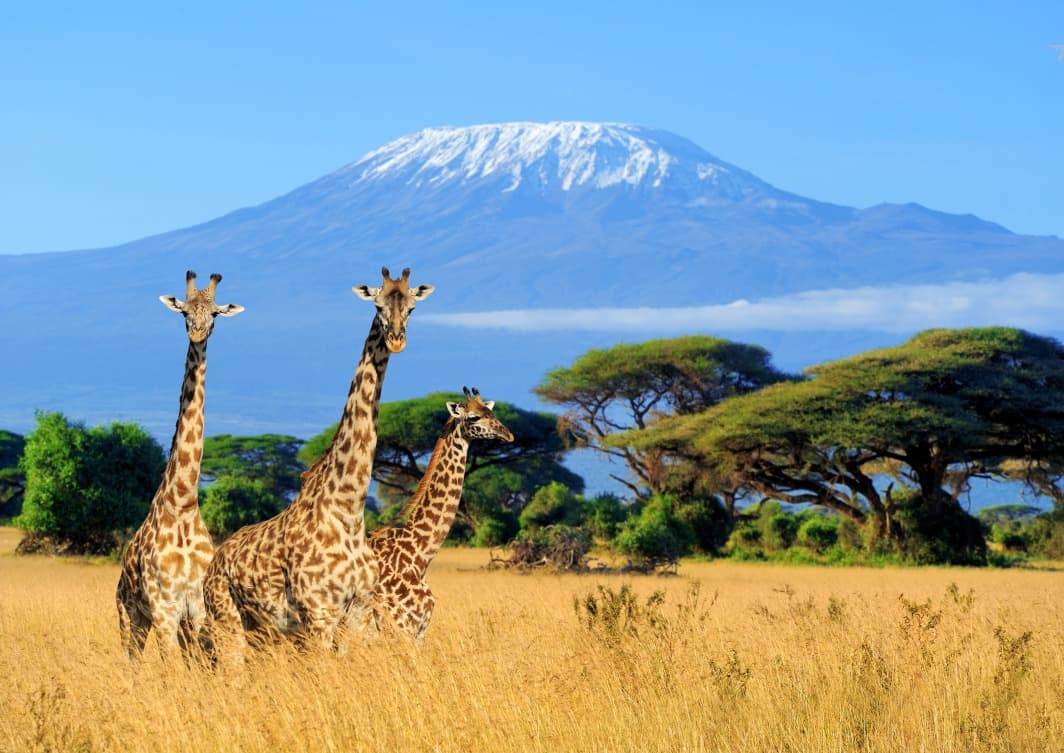 Machame Route: 8 days including 7 days / 6 nights in the mountain
