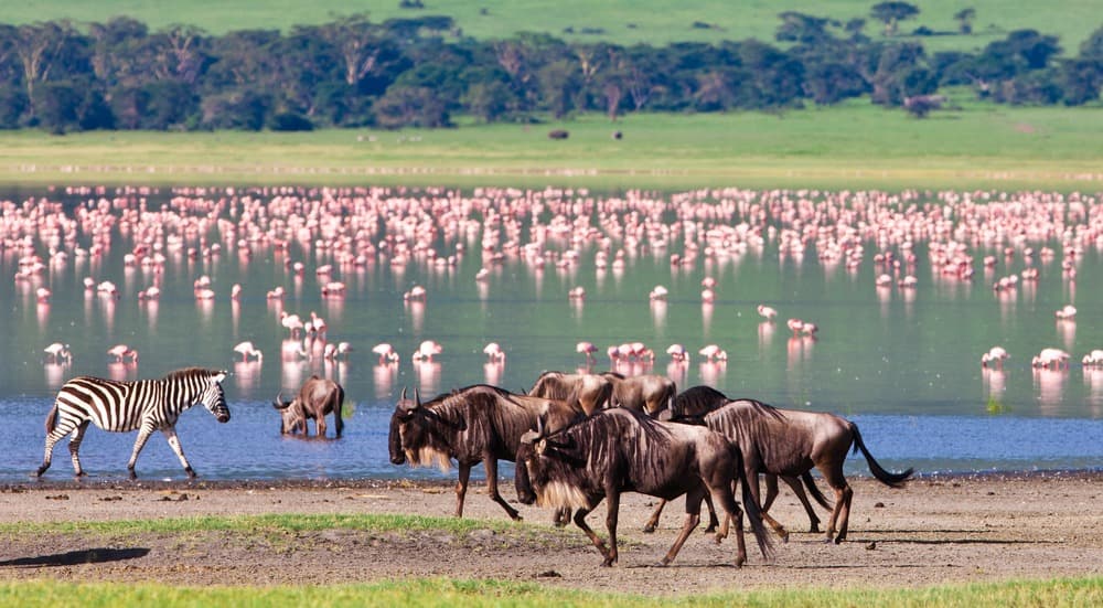 The Great Migration - Special Wildebeest