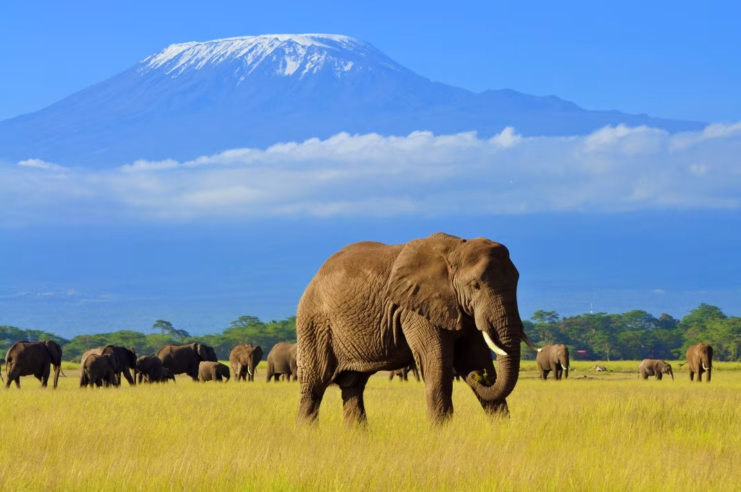 Ascent of Mount Kenya and Kilimanjaro