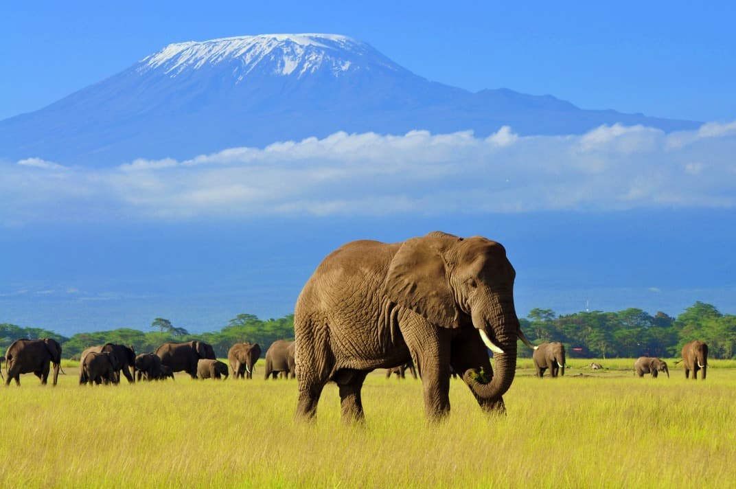 Ascent of Mount Kenya and Kilimanjaro