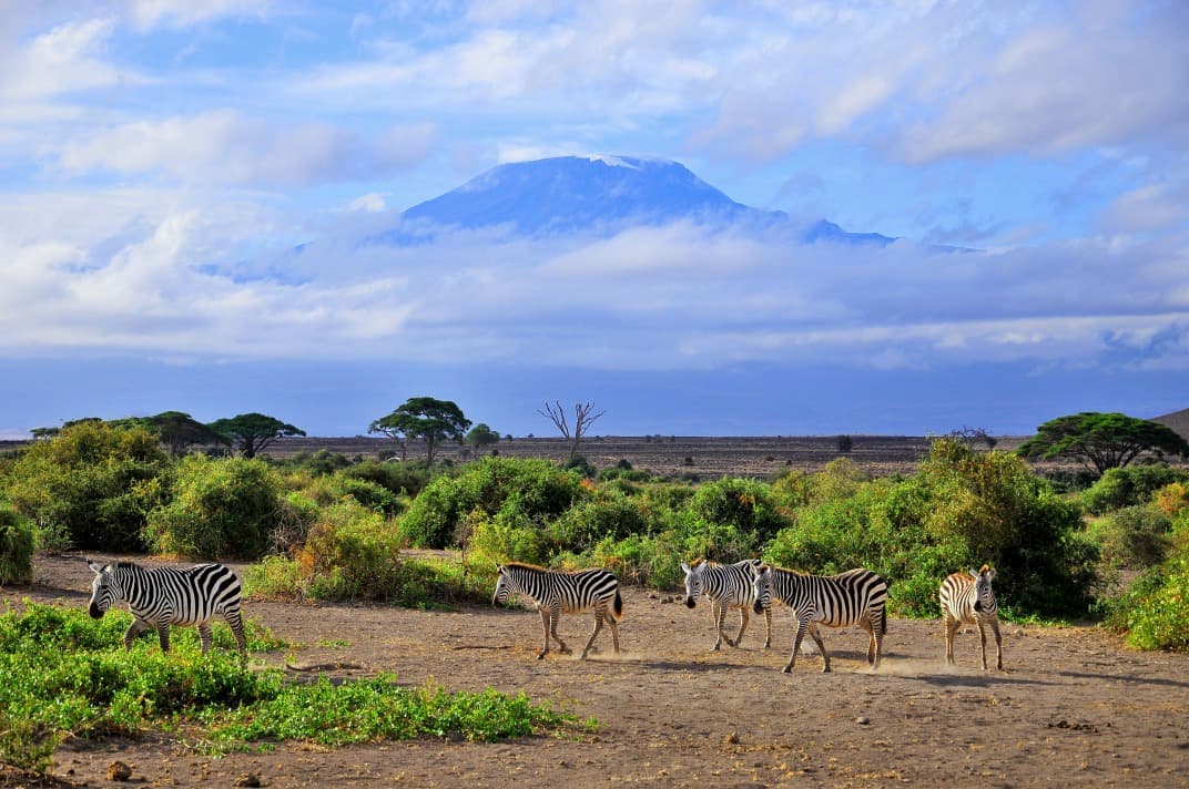 Roof of Africa & Wildlife