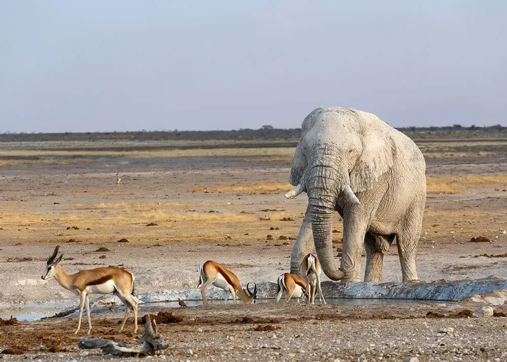 Windhoek / Etosha National Park