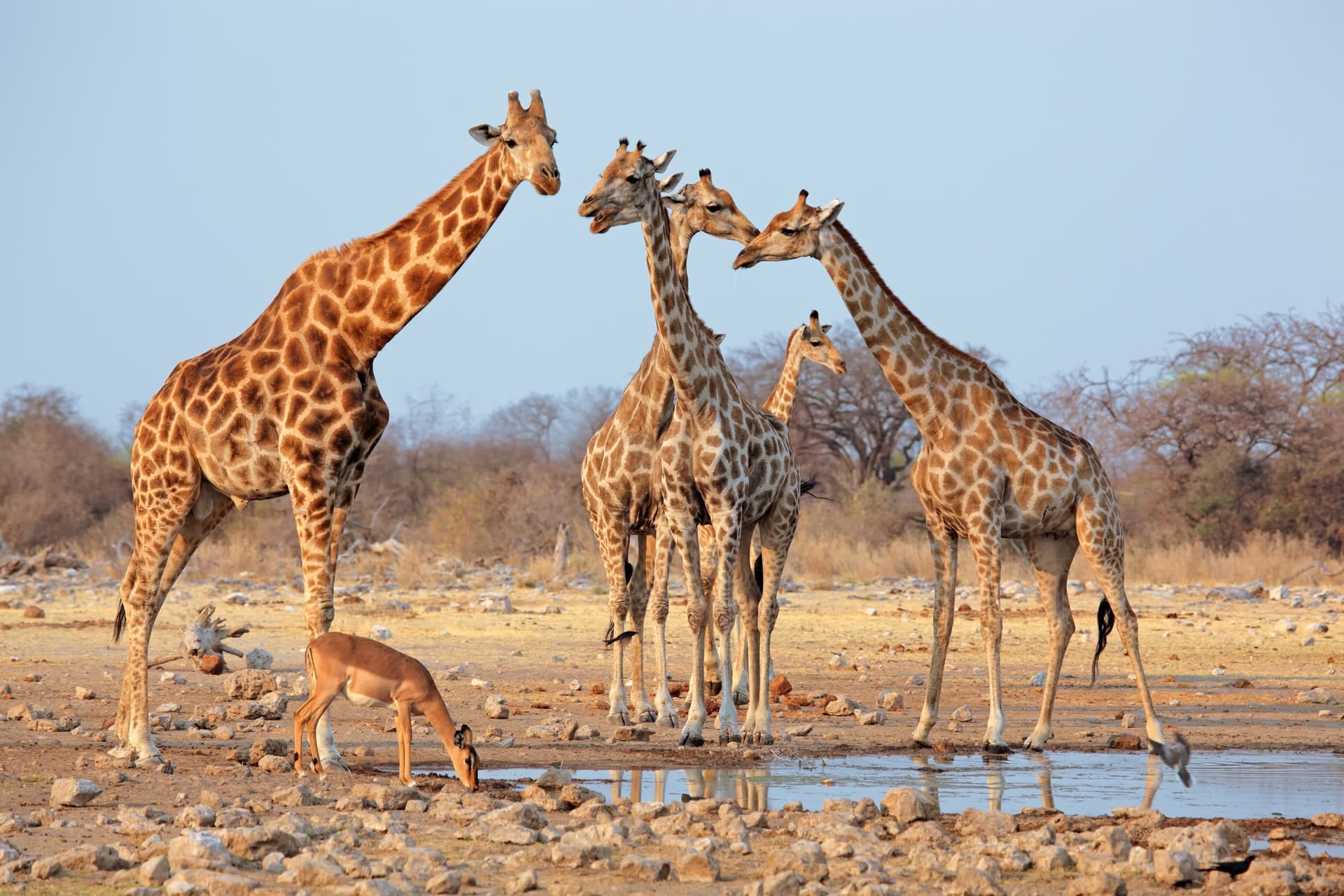Etosha South