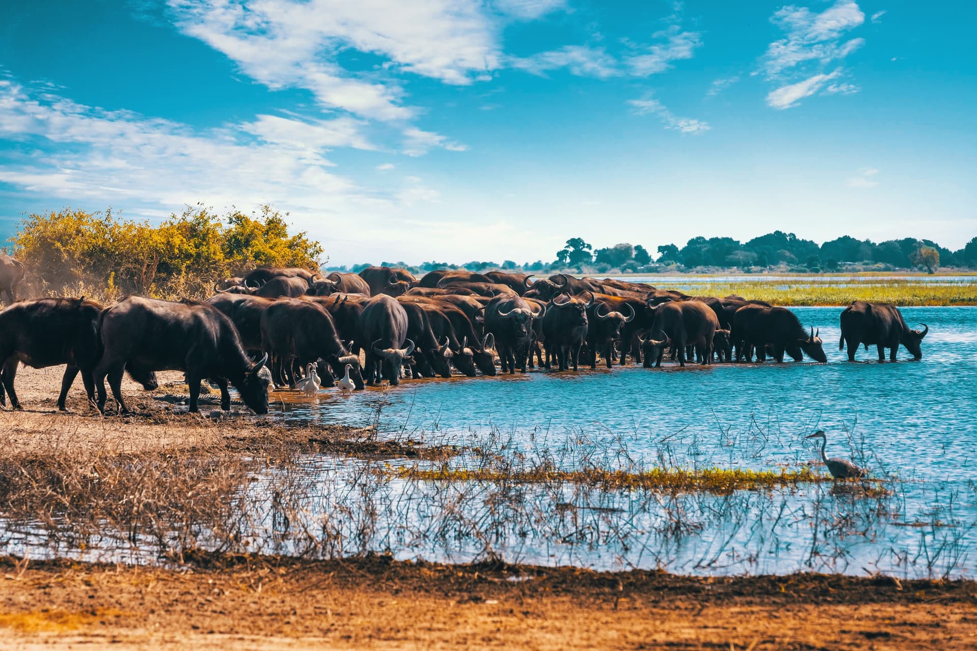 Chutes Victoria, Hwange et Delta de l'Okavango