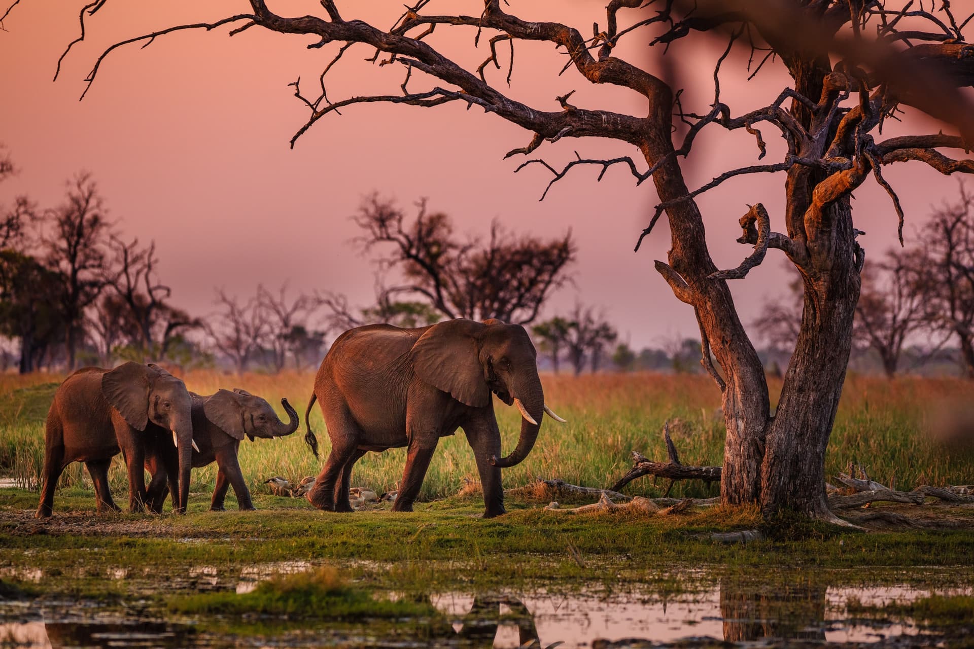 Discovering the Bushmen and the Okavango Delta