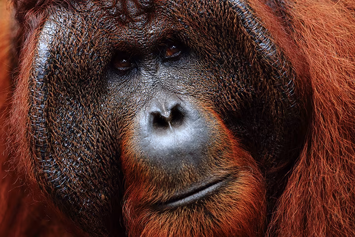 Borneo: Meeting the Last Orangutans (in Rehabilitation)