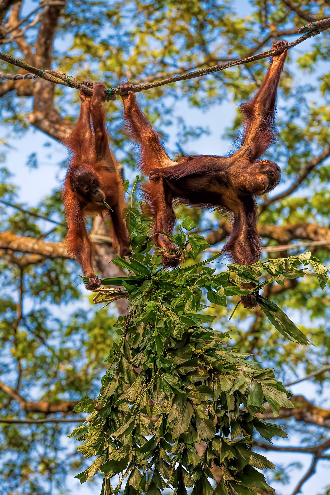 Borneo: The Last Orangutans (in the Wild)