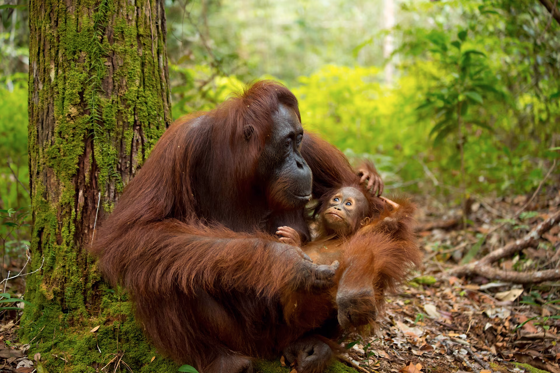 Borneo Unveiled: From Balikpapan to Banjarmasin
