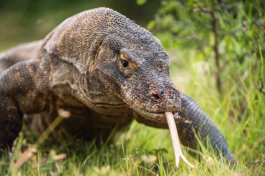 Flores & Komodo Essentials