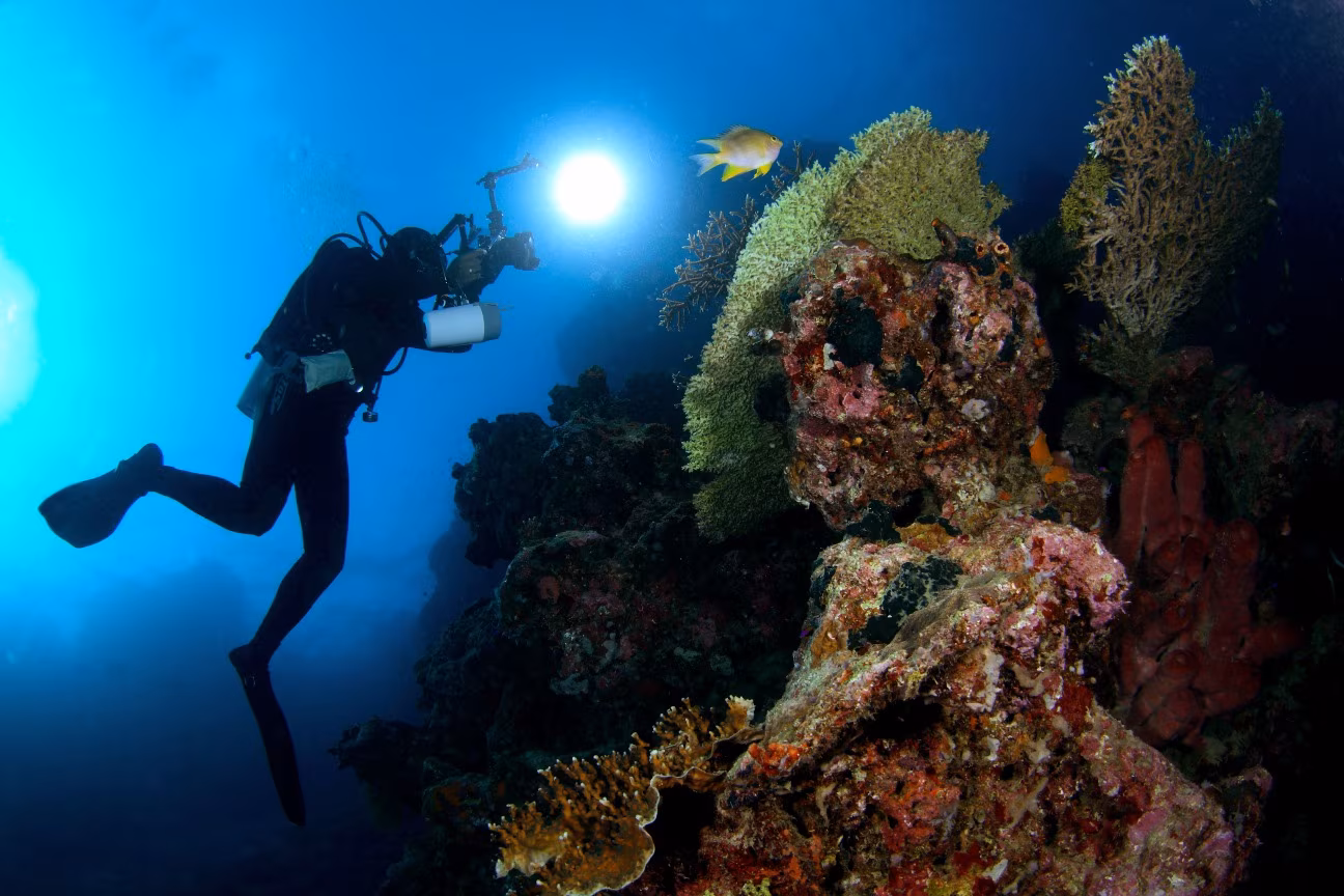 Safari Diving & Snorkeling at Menjangan