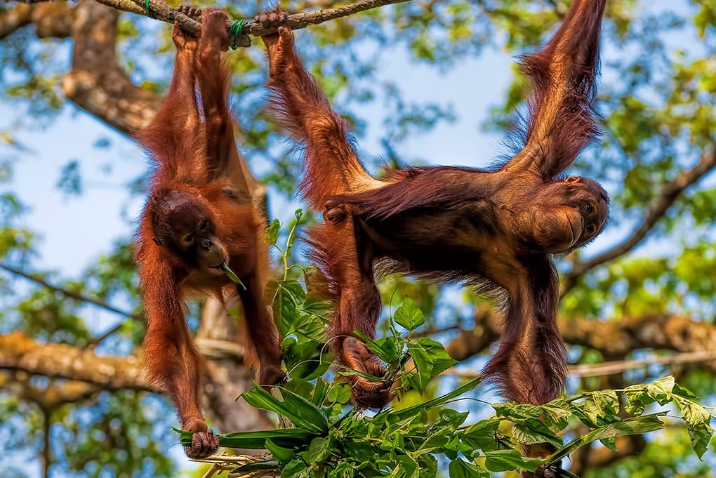 À la rencontre des derniers orangs outans (en liberté)