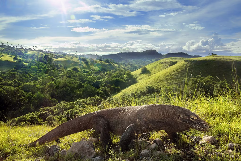 Sulawesi, Java, Bali, Flores & Komodo: Volcanoes, Rites & Dragons